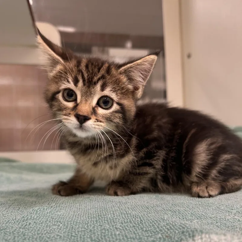 A baby small-sized female Brown / Chocolate Domestic Short Hair cat named Mandy Plitt for adoption in Cheyenne, WY