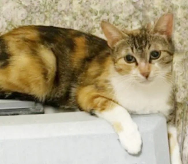 A young medium-sized female Brown / Chocolate Torbie cat named Peaches Hartland for adoption in Chandler, AZ