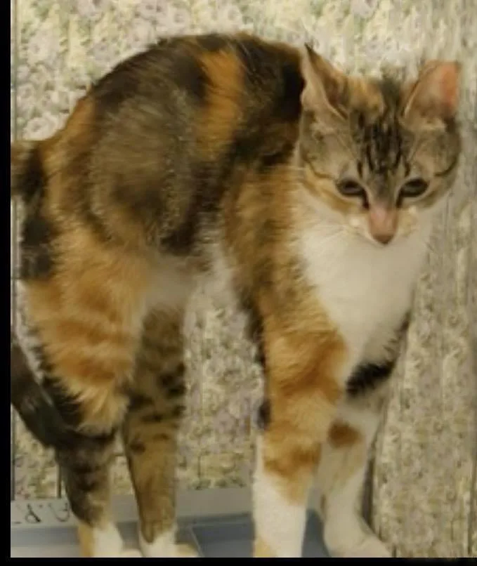 Peaches Hartland thumbnail 2