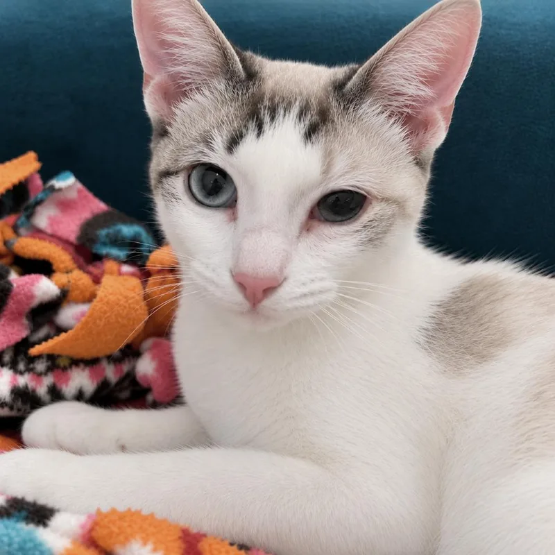 An adult medium-sized female Siamese cat named Ohana for adoption in Austin, TX