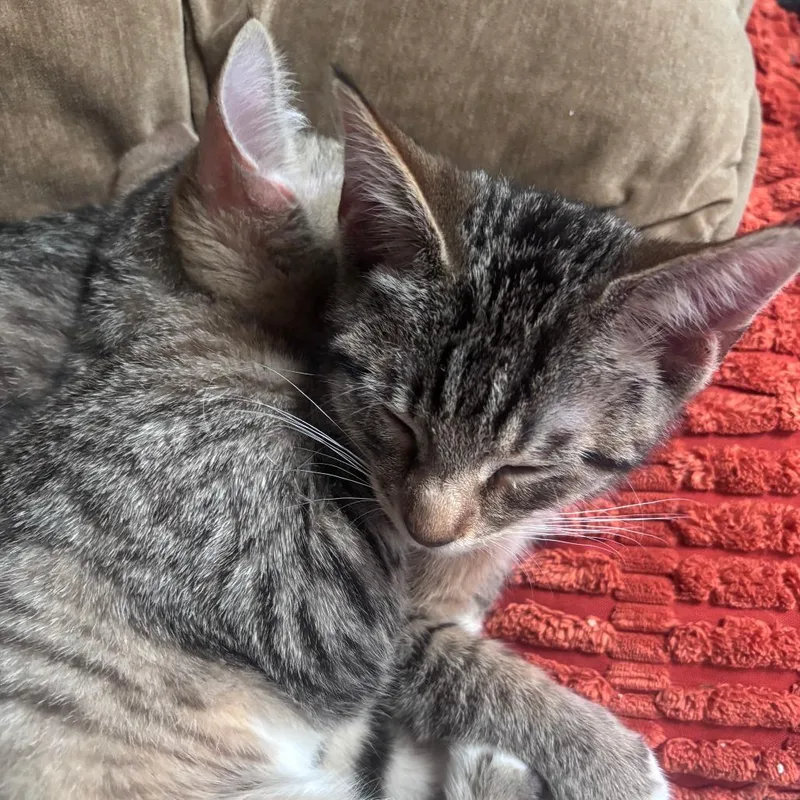 A baby small-sized female Brown / Chocolate Domestic Short Hair cat named Macaroni for adoption in Medina, OH