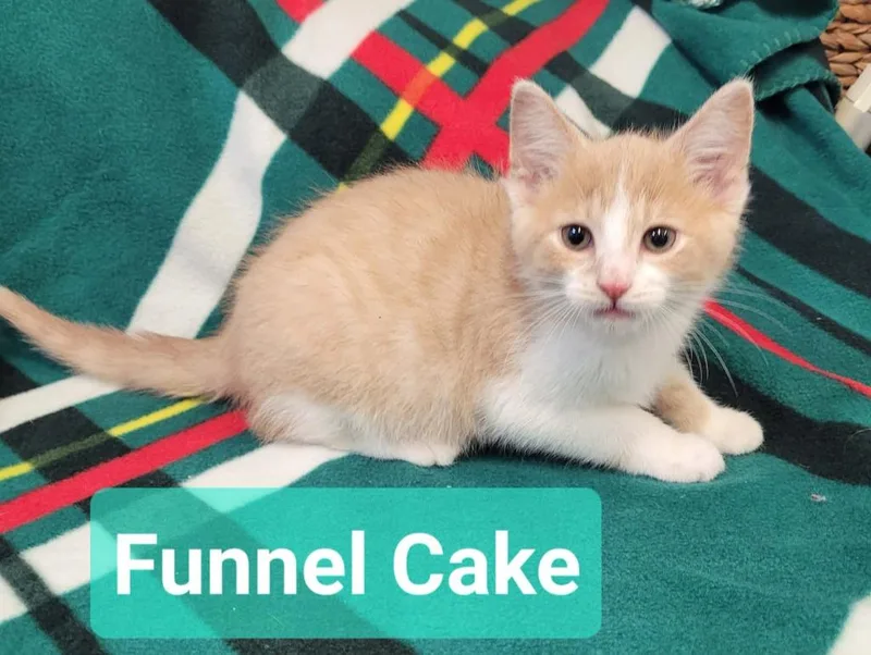 A baby small-sized male Domestic Short Hair cat named Funnel Cake for adoption in Richmond, IN