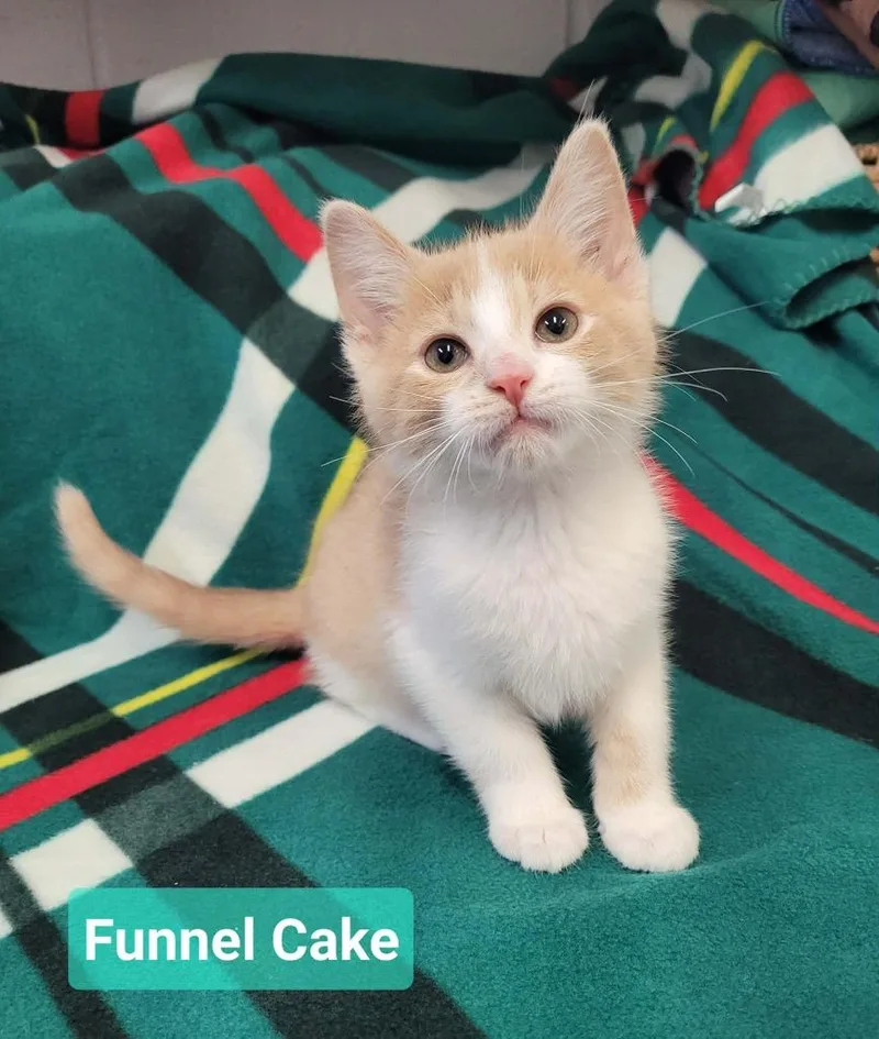 Funnel Cake thumbnail 2