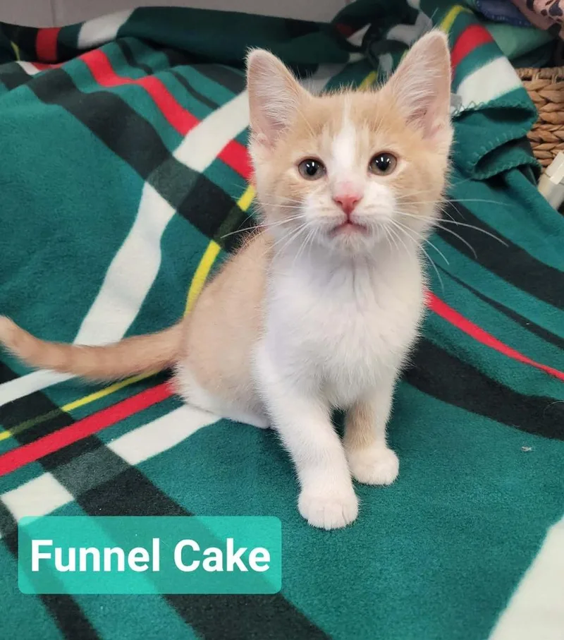 Funnel Cake thumbnail 3