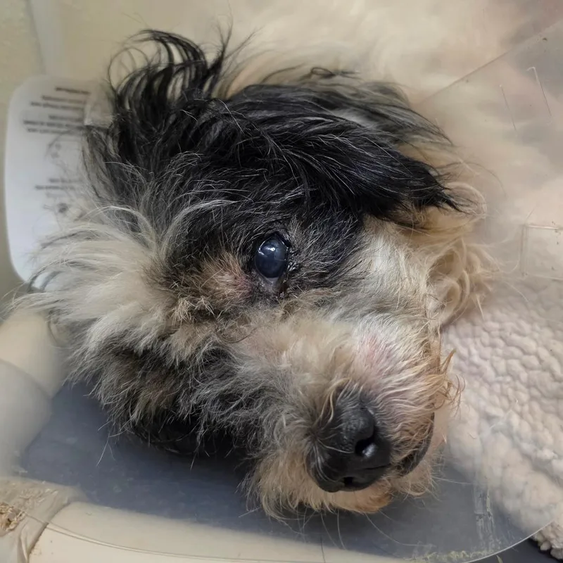 An adult small-sized male White / Cream Poodle dog named Flannery  Chino Hills for adoption in Chino Hills, CA