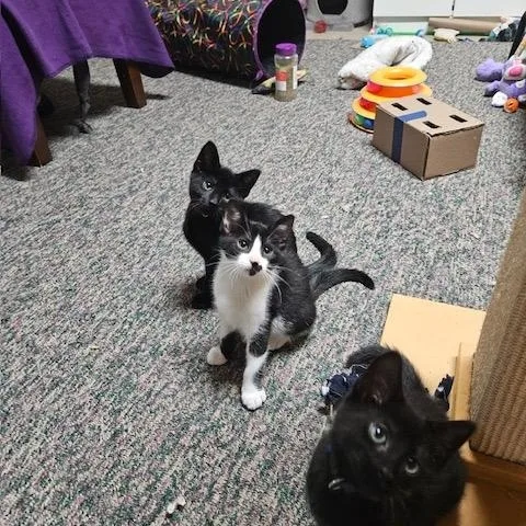 A baby small-sized male Black & White / Tuxedo Domestic Short Hair cat named F Racecar for adoption in Hudsonville, MI