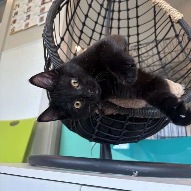 A baby medium-sized male Black Domestic Short Hair cat named Expo for adoption in Louisville, KY