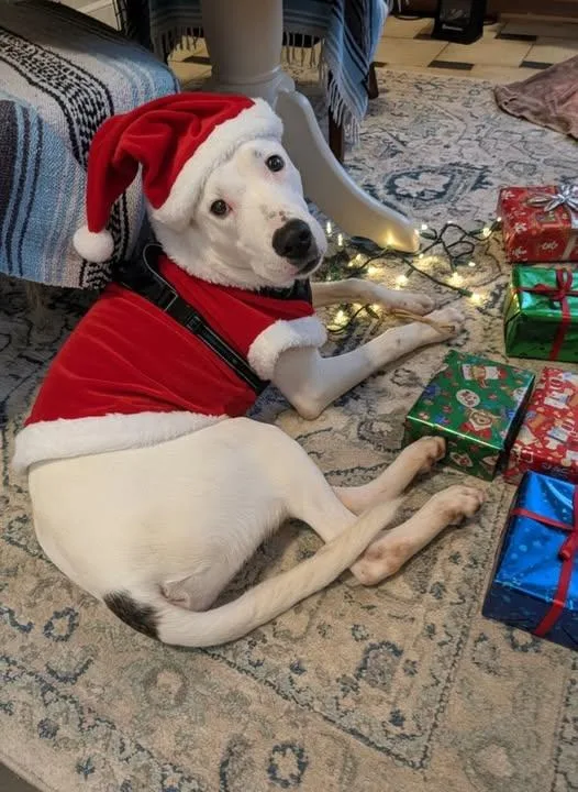 A young large-sized male Dogo Argentino dog named Balder for adoption in Dunn, NC