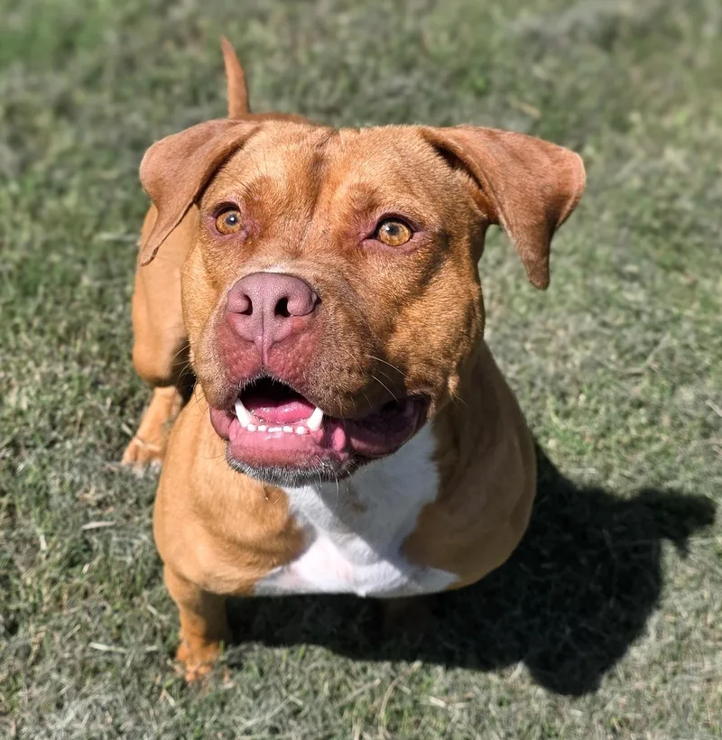 An adult medium-sized female Red / Chestnut / Orange American Staffordshire Terrier dog named Baby Girl for adoption in Gainesville, TX