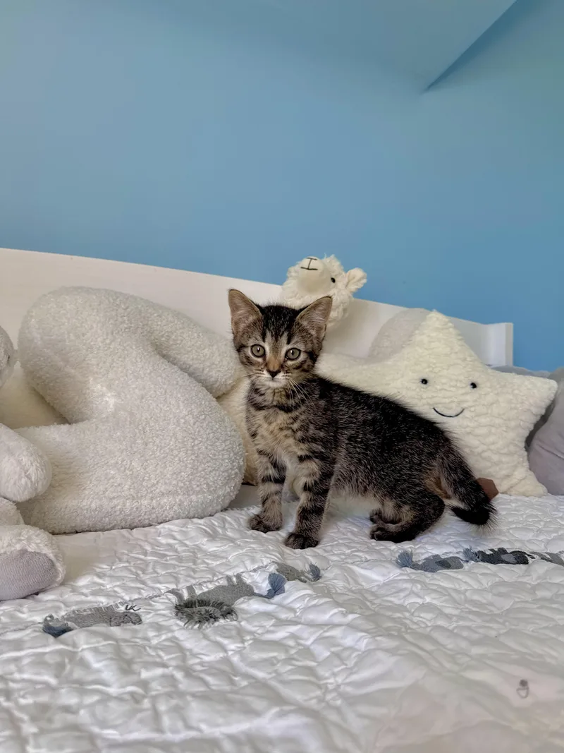 A baby large-sized male Tabby (Brown / Chocolate) Domestic Short Hair cat named Nate for adoption in Ramsey, NJ