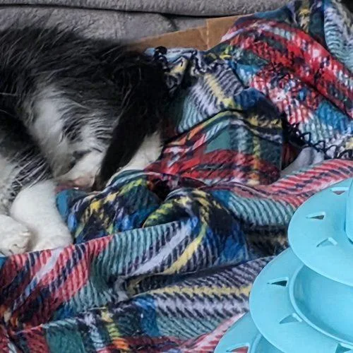A baby small-sized male Domestic Medium Hair cat named William for adoption in Fishers, IN