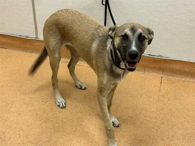 A young large-sized female German Shepherd Dog dog named Arcadia for adoption in Martinez, CA