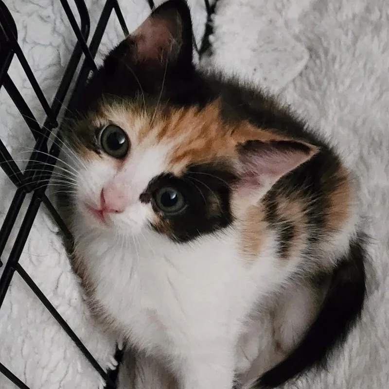 A baby medium-sized female Calico Domestic Short Hair cat named Georgette for adoption in Graham, WA