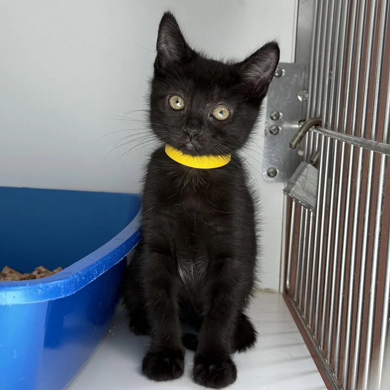 A baby small-sized male Black Domestic Short Hair cat named Martini for adoption in Oakland, CA