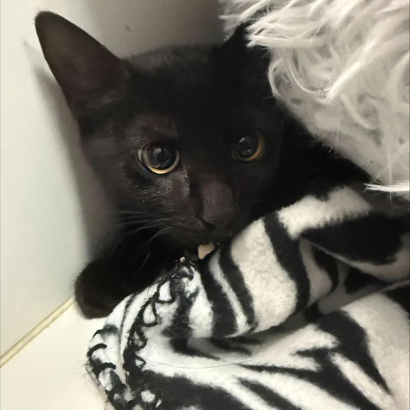 A baby small-sized female Black Domestic Short Hair cat named Ricki for adoption in Wantagh, NY