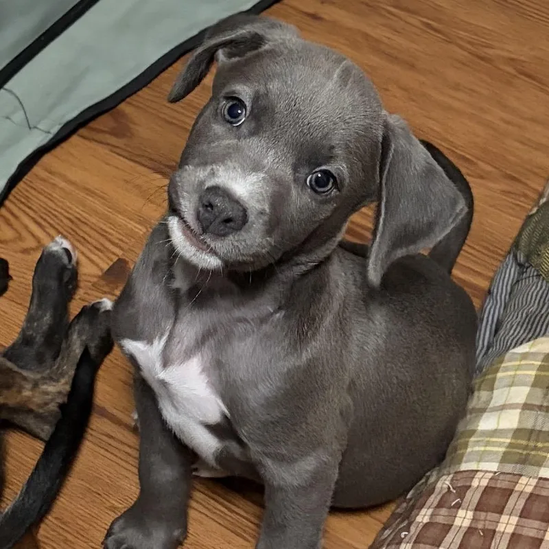 A baby small-sized male Gray / Blue / Silver Mixed Breed dog named Vinnie for adoption in Gainesville, FL