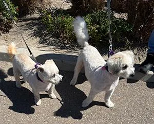 Jasmine And Thunder thumbnail 3