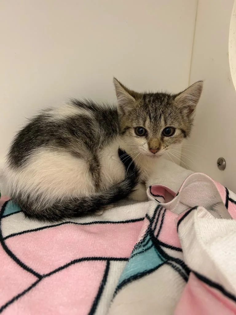 A baby large-sized female Domestic Short Hair cat named Bubbles for adoption in Oxford, NC