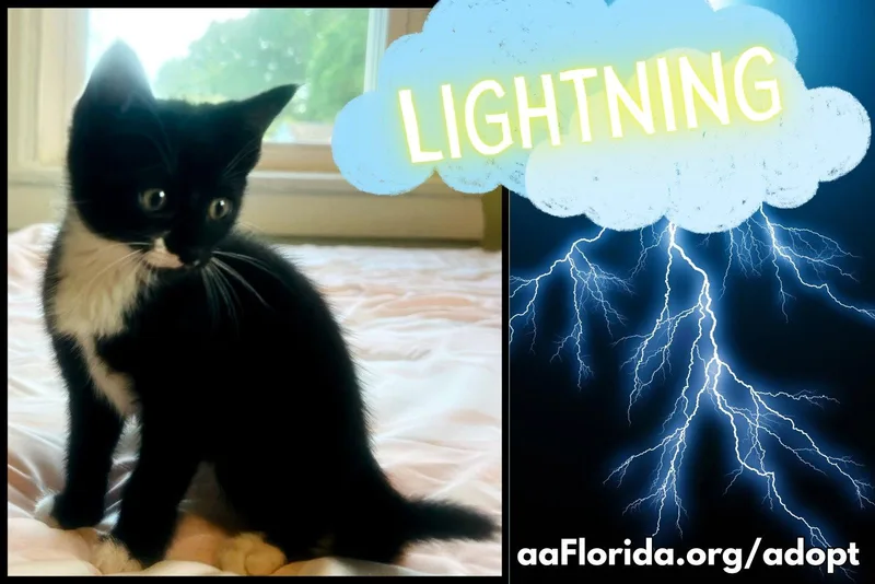 Lightning thumbnail 3