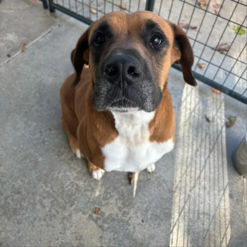 An adult medium-sized male Brown / Chocolate Boxer dog named Bandit for adoption in Marble, NC