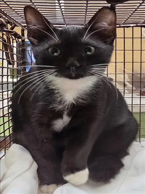 A baby medium-sized male Domestic Short Hair cat named Hersheys for adoption in Los Angeles, CA