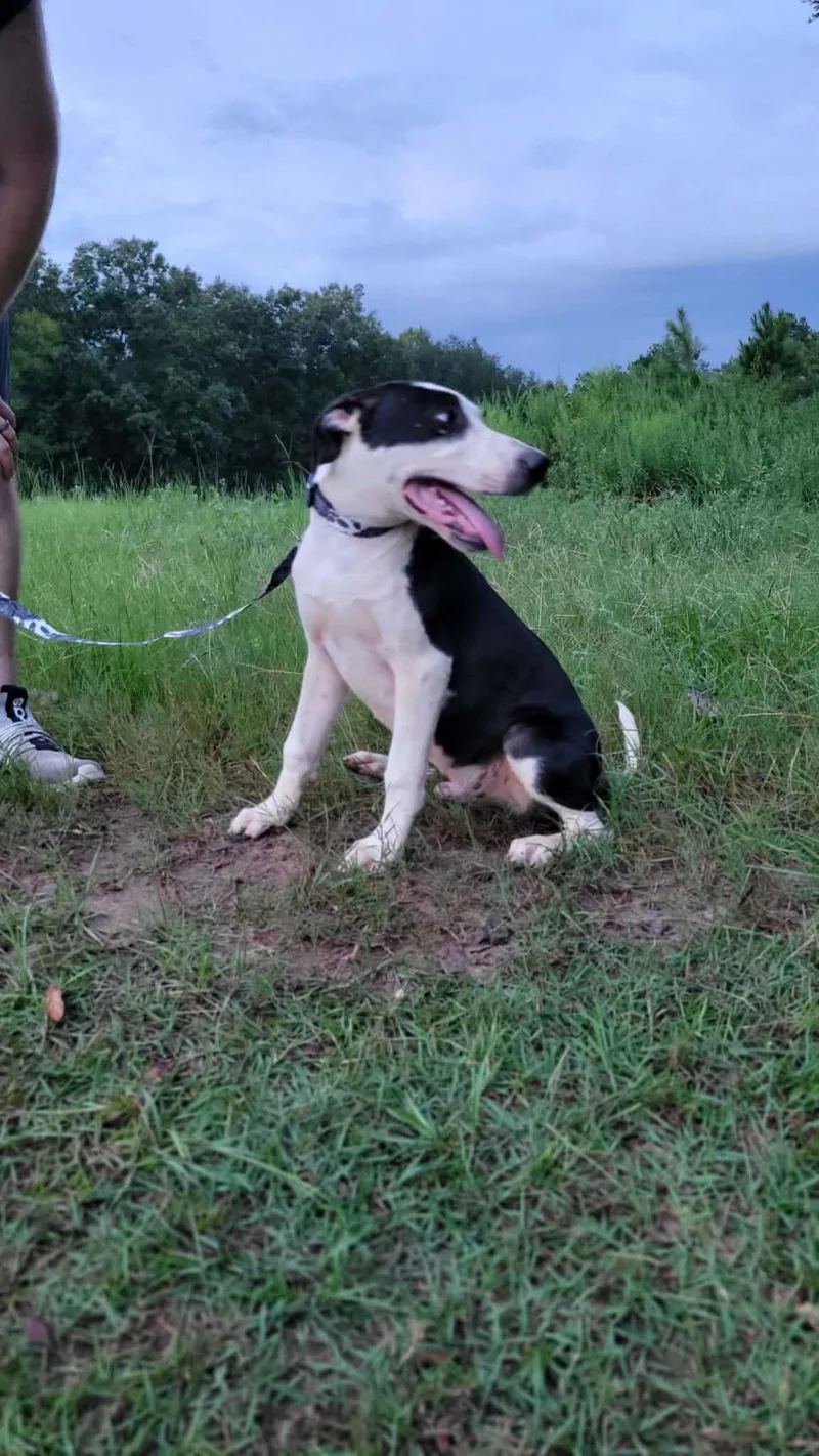 A baby medium-sized male American Bulldog dog named David for adoption in Leesburg, GA