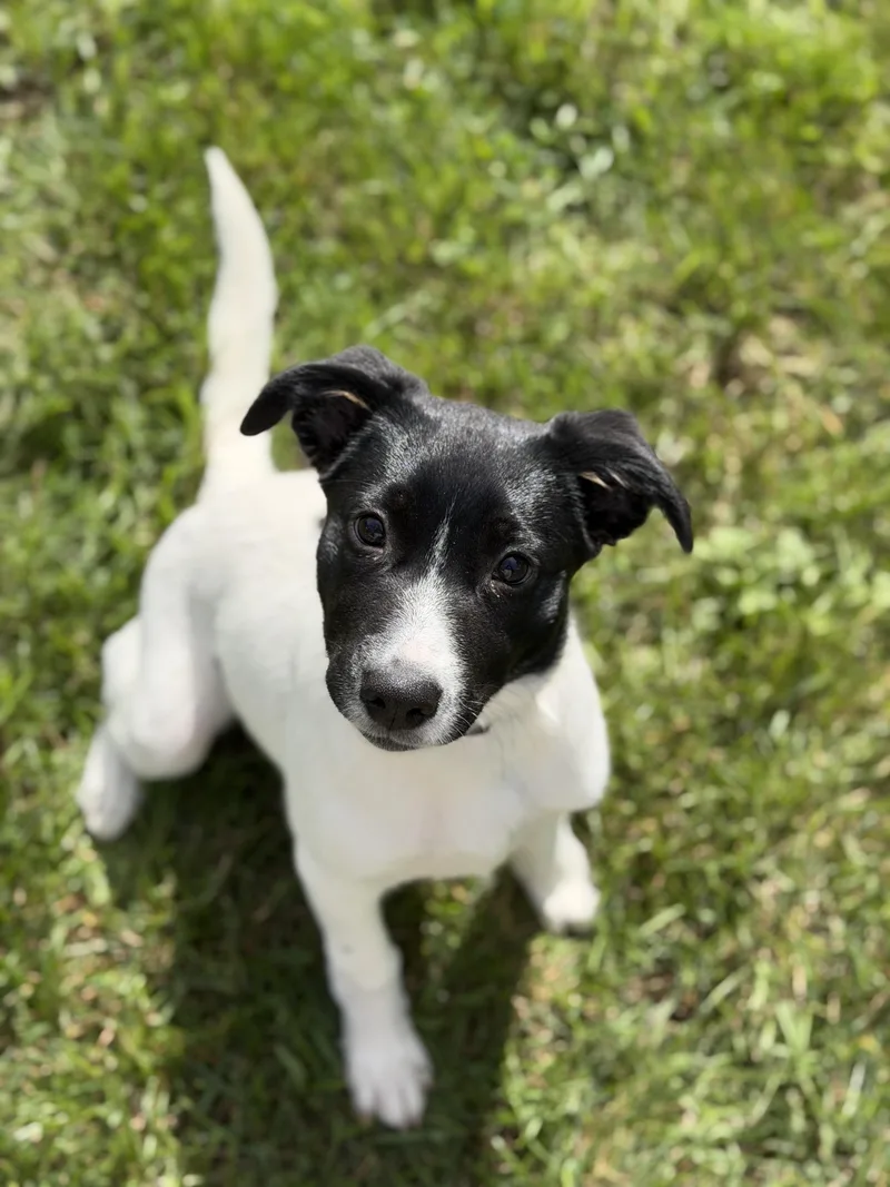 A baby medium-sized female Mixed Breed dog named Creepella for adoption in Sioux Falls, SD