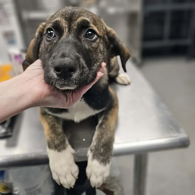 A baby large-sized female Black Mixed Breed dog named Bagel Bite for adoption in Martinsville, VA