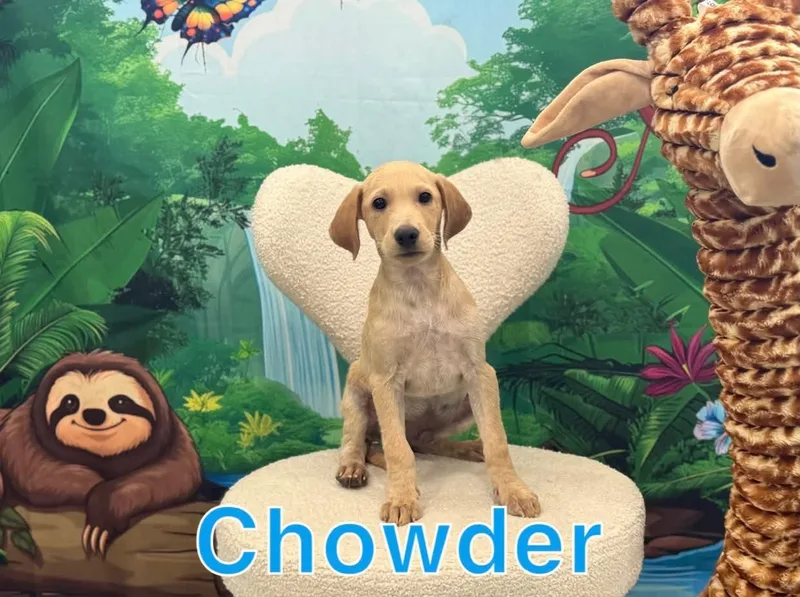 A baby medium-sized male Terrier dog named Chowder for adoption in Marine City, MI