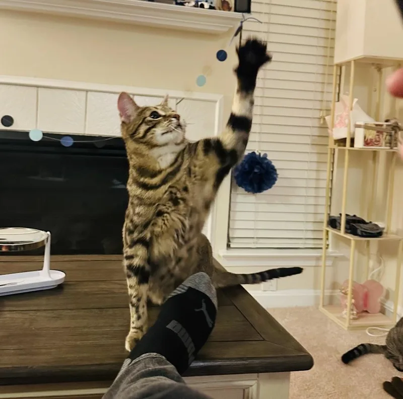 A young medium-sized male Tabby (Brown / Chocolate) Domestic Short Hair cat named Snickerdoodle and Shortbread for adoption in Fairfax, VA