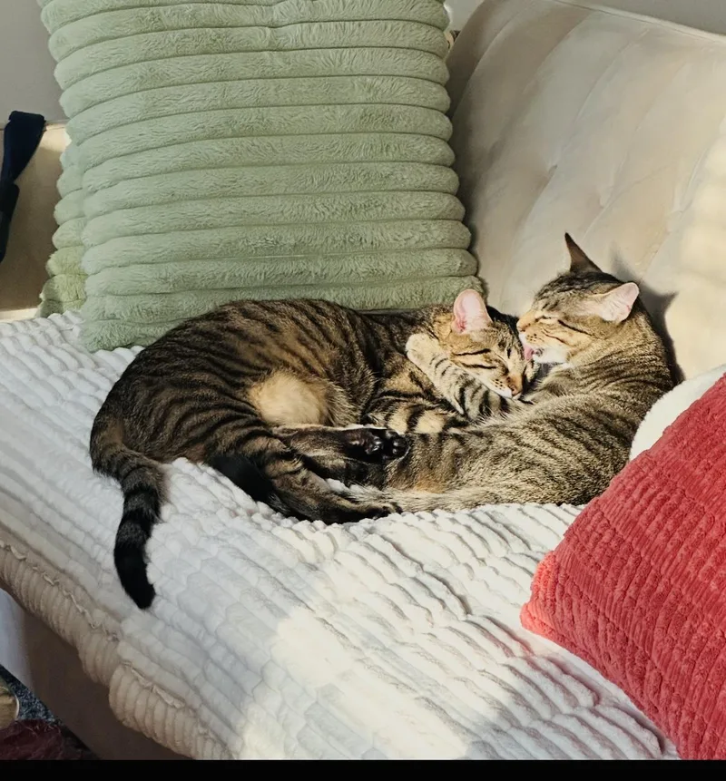Snickerdoodle and Shortbread thumbnail 3