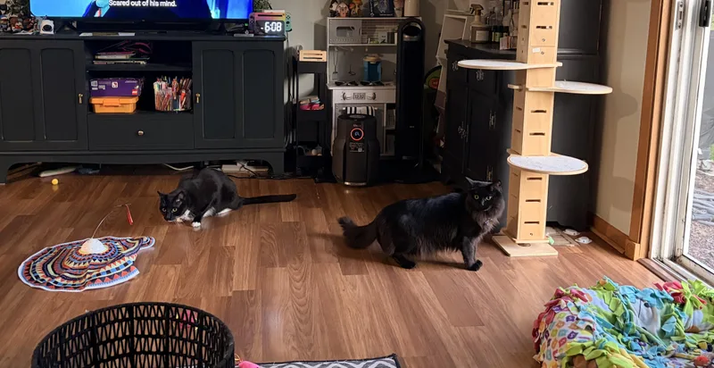 An adult large-sized male Black Norwegian Forest Cat cat named Majesty and Haru for adoption in Lemont, IL