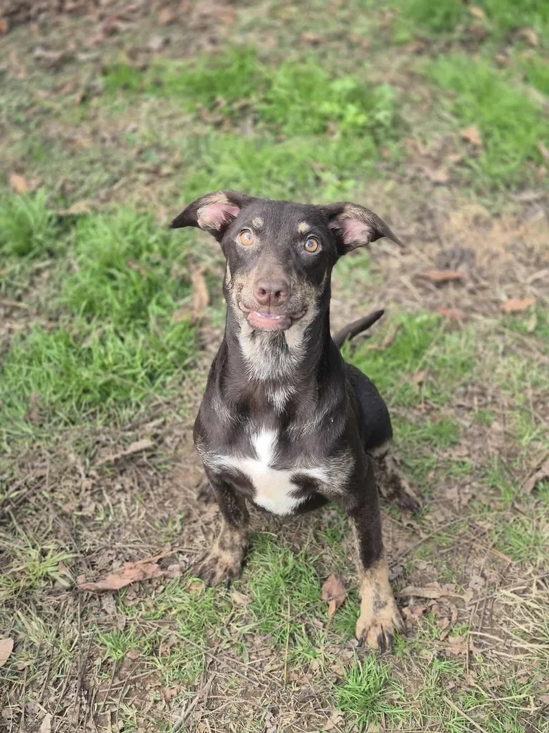 Root Beer thumbnail 2