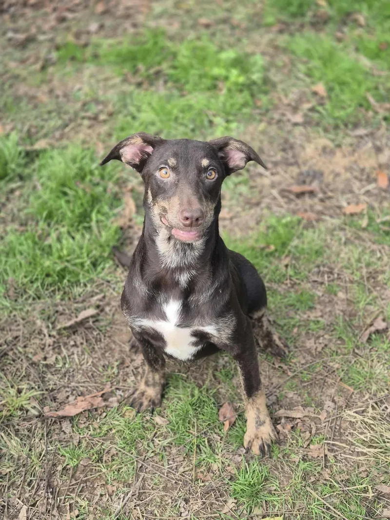 Root Beer thumbnail 3