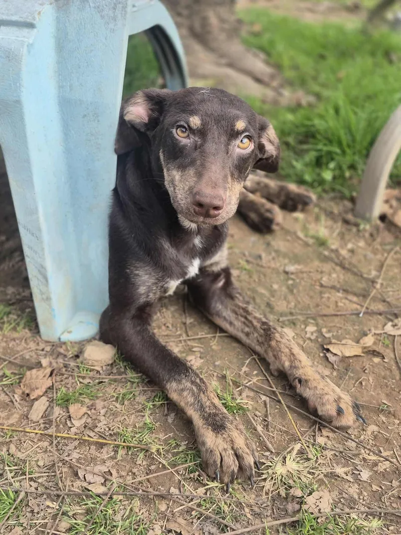 Root Beer thumbnail 4