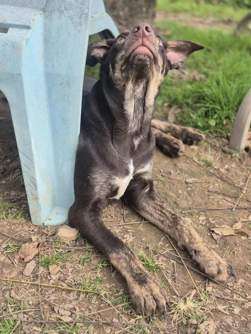 Root Beer thumbnail 5