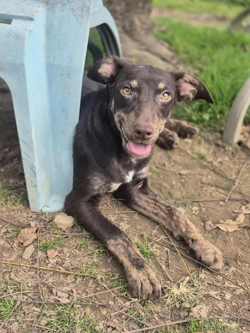 Root Beer thumbnail 6