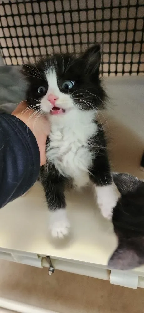 Cat thumbnail 2