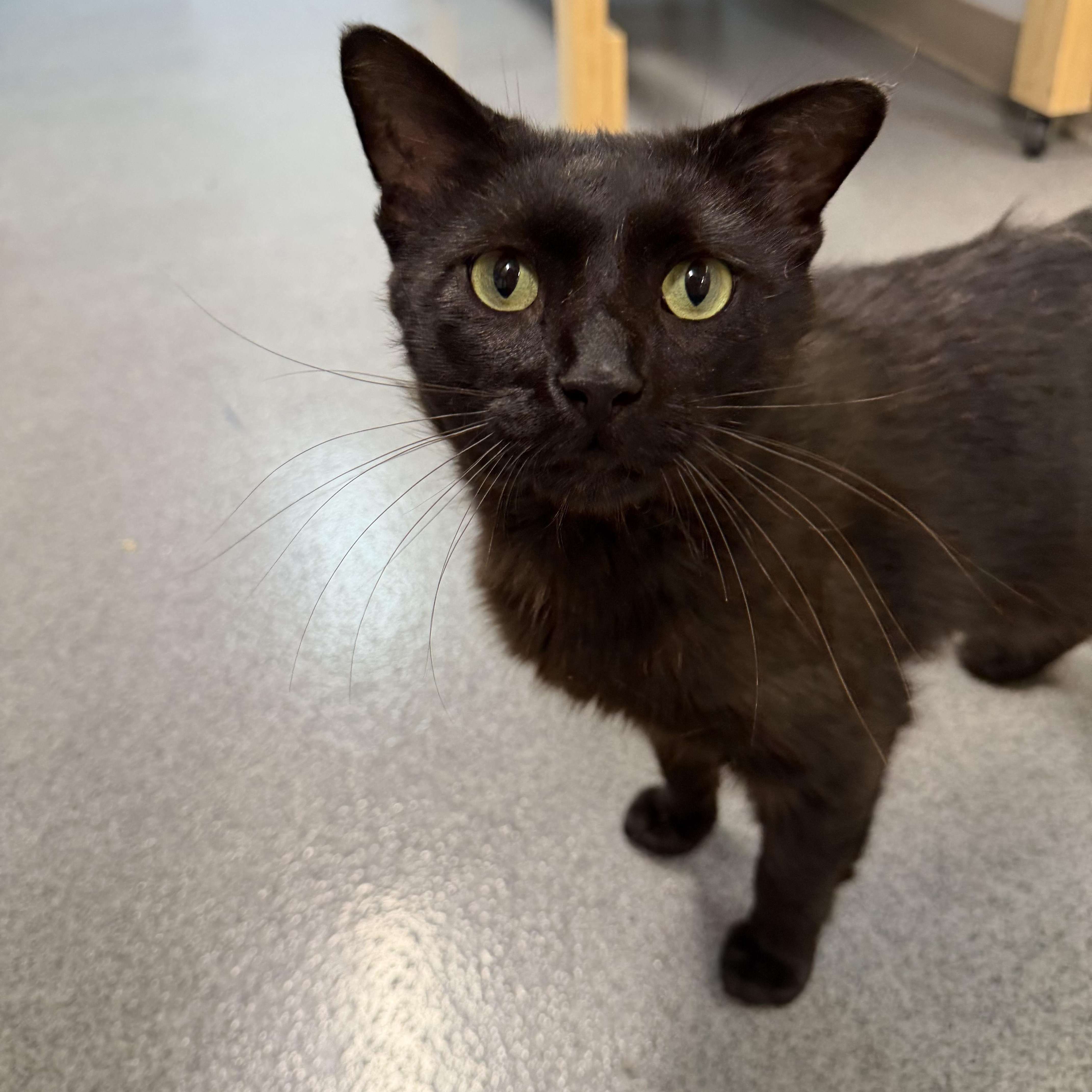 An adult medium-sized male Black Domestic Short Hair cat named Onyx for adoption in Chisholm, MN
