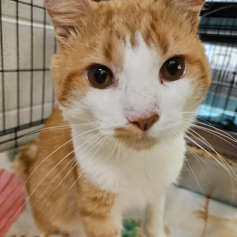 An adult large-sized male Orange / Red Domestic Short Hair cat named Johnathan for adoption in Harrisonburg, VA