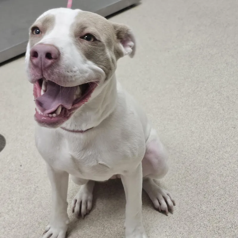 A young small-sized female White / Cream Pit Bull Terrier dog named Cleo for adoption in Evansville, IN