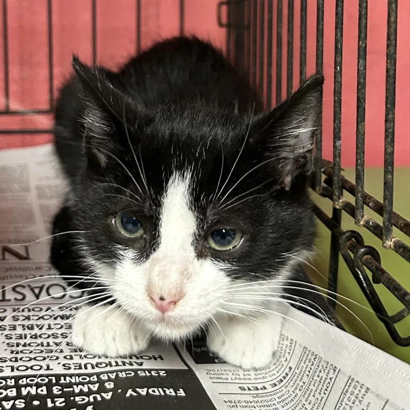 A baby small-sized male Black Domestic Short Hair cat named Fryin' Brian for adoption in Newport, NC