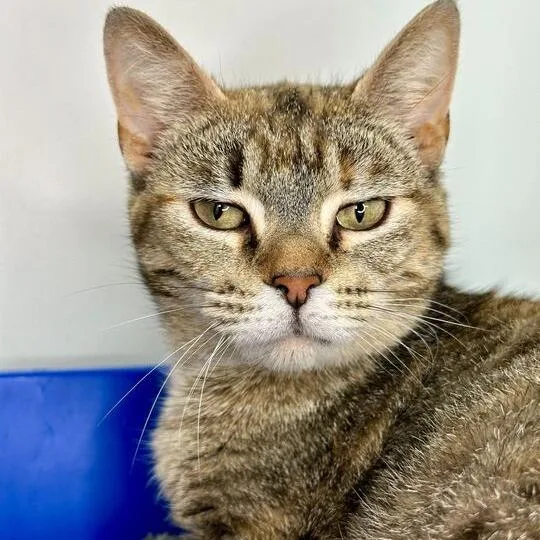 An adult medium-sized female Torbie Domestic Short Hair cat named Natalia for adoption in Matteson, IL
