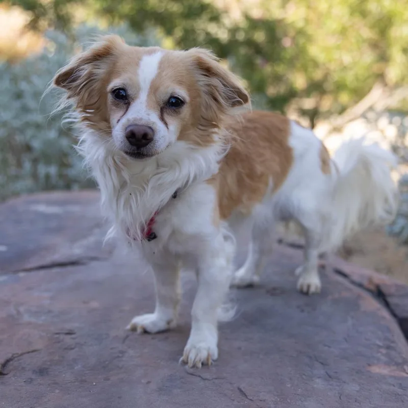 A senior small-sized male White / Cream Chihuahua dog named Small Shaggy for adoption in Palm Springs, CA