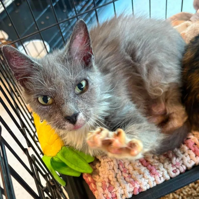 An adult medium-sized female Gray / Blue / Silver Domestic Short Hair cat named Lenora for adoption in Huntington, WV