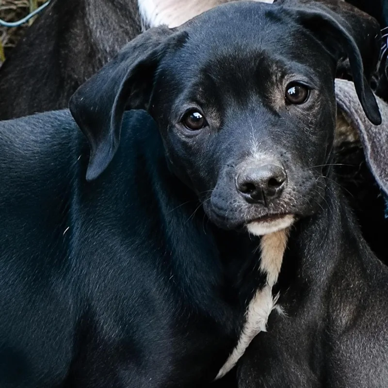 A baby medium-sized female Beagle dog named Genevieve for adoption in Rogersville, MO
