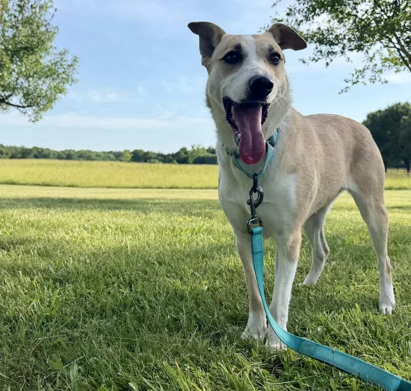 An adult medium-sized female White / Cream Australian Cattle Dog / Blue Heeler dog named Miley for adoption in Catlett, VA