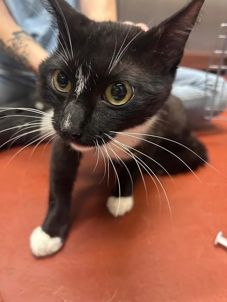 Mr. Pete TNR