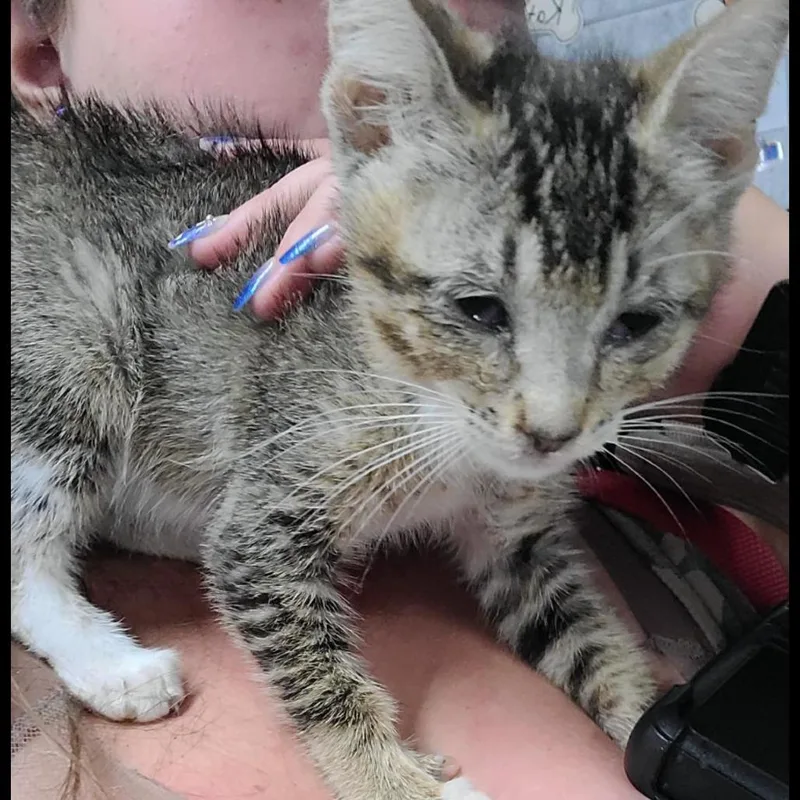 A baby small-sized female American Shorthair cat named Rennala for adoption in Spring Hill, KS