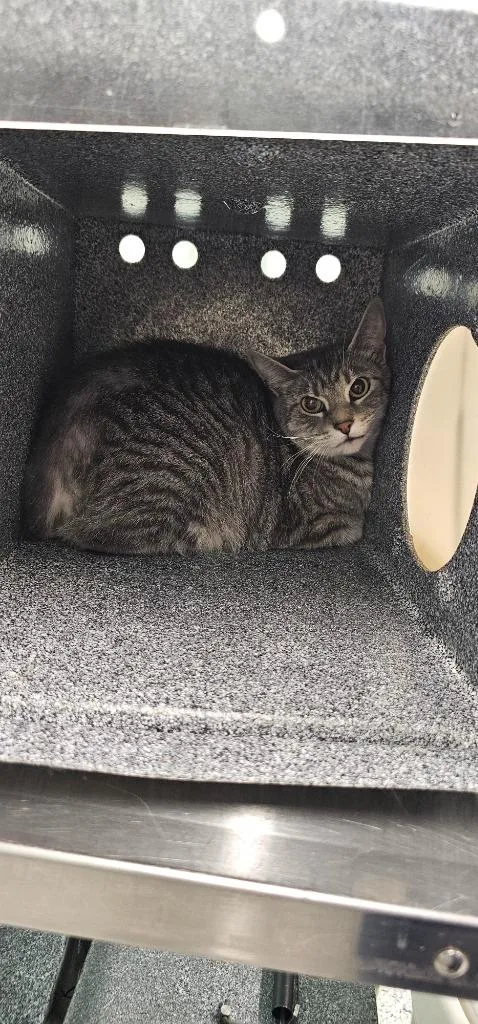 An adult medium-sized female Domestic Short Hair cat named Rain for adoption in Athens, TN